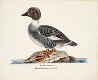 Male common goldeneye in spring, 1929, Magnus von Wright