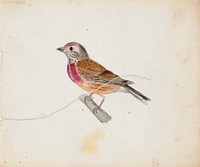 Linnet, 1830, by Ferdinand von Wright