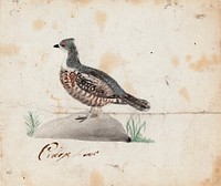 Hazel grouse, female, 1830, by Ferdinand von Wright