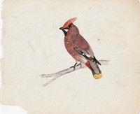 Bohemian waxwing, 1830, by Ferdinand von Wright