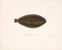 Common sole, 1836 - 1857, Wilhelm von Wright