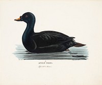 Black scoter, male, 1828 - 1838, Magnus von Wright