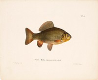 Pond crucian carp, 1836 - 1857, Wilhelm von Wright