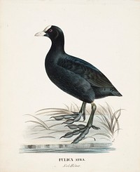 Eurasian coot, 1828 - 1838, Wilhelm von Wright