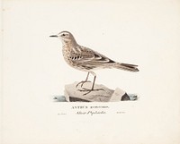 Rock pipit, 1829, Magnus von Wright