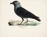 Jackdaw, 1828 - 1838, Magnus von Wright