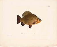 Crucian carp, 1836 - 1857, Wilhelm von Wright