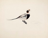 Long-tailed duck, 1836, Magnus von Wright