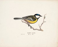 Great tit, 1829, Wilhelm von Wright