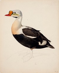 King eider ; unfinished, 1843, Magnus von Wright