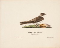 Sand martin, 1828, Magnus von Wright