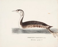 Young great crested grebe, 1828 - 1838, Magnus von Wright