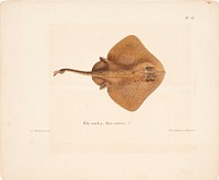 Thorny skate, female, 1836 - 1857, Wilhelm von Wright