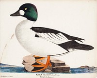 Male common goldeneye, 1828 - 1838, Wilhelm von Wright