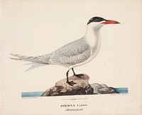 Caspian tern, 1828, Magnus Von Wright