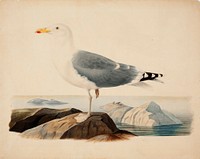 European herring gull, 1839, by Ferdinand von Wright