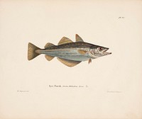 Atlantic pollock, 1836 - 1857, Wilhelm von Wright