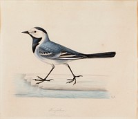 White wagtail, by Ferdinand von Wright