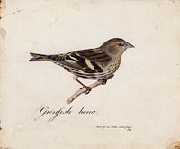 Eurasian siskin, female, 1828, Magnus Von Wright