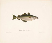 Coalfish, 1836 - 1857, Wilhelm von Wright