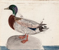 Mallard, 1831, by Ferdinand von Wright