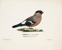 Female bullfinch, 1828 - 1838, Magnus Von Wright