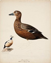 Steller's eider ; unfinished, 1838, Magnus Von Wright