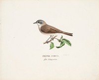 Lesser whitethroat, 1829, Wilhelm von Wright