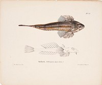 Dragonet, female, 1836 - 1857, Wilhelm von Wright