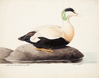 Common eider, male, 1828, Magnus Von Wright