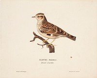 Woodlark, 1828, Magnus Von Wright