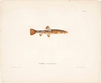 Stone loach, female, 1836 - 1857, Wilhelm von Wright