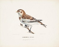 Snow bunting in winter, 1828 - 1838, Wilhelm von Wright