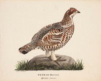 Hazel grouse, female, 1828, Magnus Von Wright