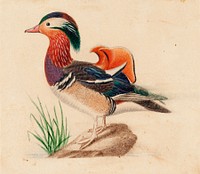 Mandarin duck, male, by Ferdinand von Wright