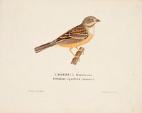 Male ortolan, 1828, Magnus Von Wright