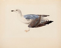 European herring gull, 1837, Magnus Von Wright