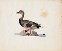 Gadwall, 1830 - 1831, by Ferdinand von Wright