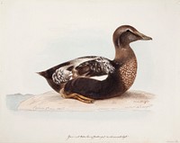 Common eider, old male in summer, 1865, Magnus Von Wright