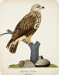 Rough-legged buzzard, 1832, by Ferdinand von Wright