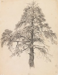 Pine top, Eero Järnefelt