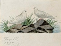 Pigeons, 1837, by Ferdinand von Wright