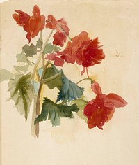 Portrait study (verso begonias), by Albert Edelfelt