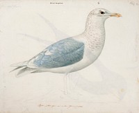 Iceland gull, 1838, Magnus Von Wright