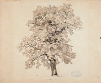 Vanha tammi, jonka juurella seisoo mies, 1848 - 1860, Werner Holmberg