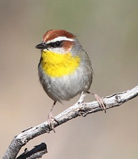 Bird on a tree branch