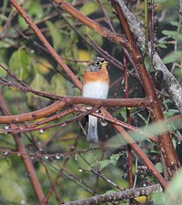 Bird on a tree branch