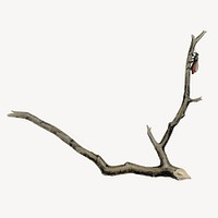 Vintage branch drawing, botanical illustration