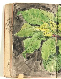 Plant study by Niels Larsen Stevns