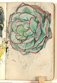 Plant study with color indications by Niels Larsen Stevns